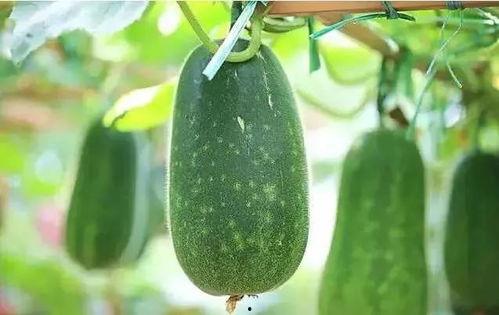 什么时候请我吃瓜,揭秘神秘时刻，共赴瓜田盛宴