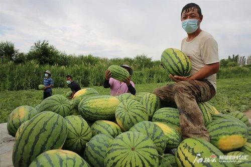 吃瓜大学生恋爱瓜,吃瓜群众揭秘大学生甜蜜爱情故事