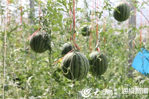 地头吃瓜技巧视频,夏日消暑必备攻略