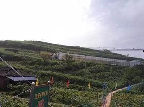 羊山吃瓜事件,一场引发社会热议的乡村奇闻