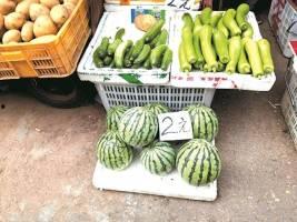 西瓜发芽吃瓜自由,解锁吃瓜自由新境界