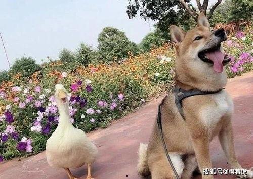 找鸭吃瓜,一场趣味盎然的夏日之旅